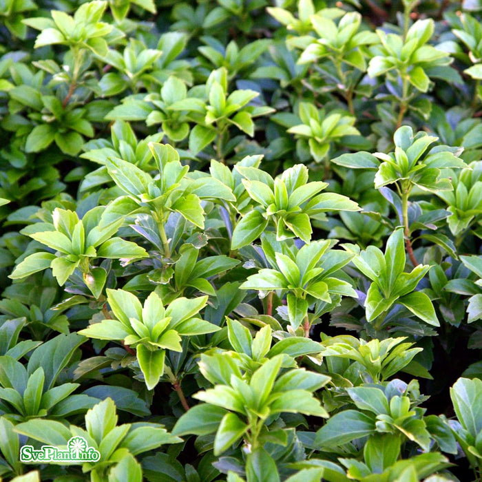 Pachysandra terminalis 'Green Carpet' A-kval