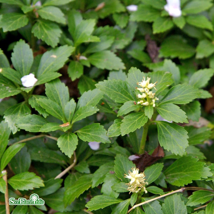 Pachysandra terminalis 'Green Carpet' A-kval