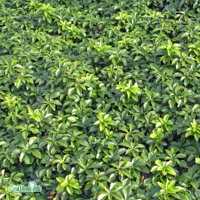 Pachysandra terminalis 'Green Carpet' A-kval