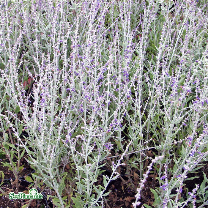 Perovskia atriplicifolia 'Little Spire' A-kval
