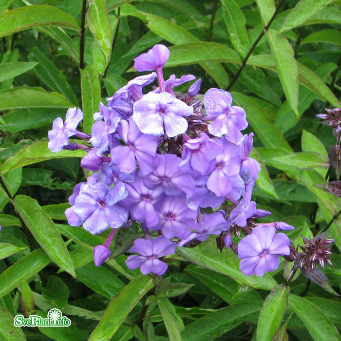 Phlox paniculata 'Blue Paradise' A-kval