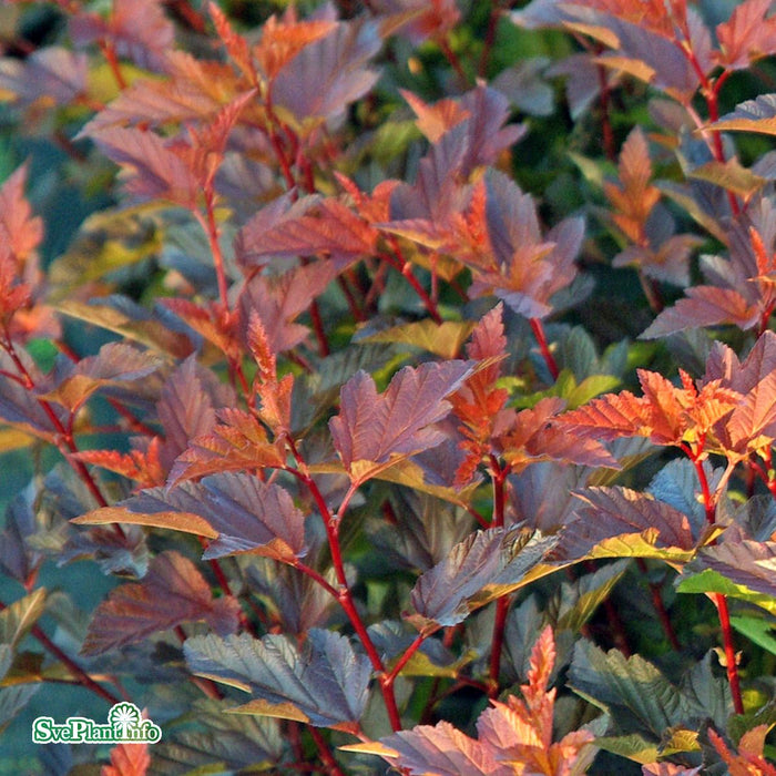 Physocarpus opulifolius 'Center Glow' Busk C4,6