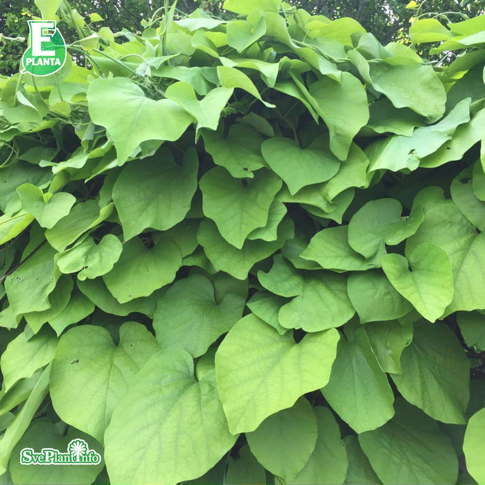 Aristolochia manshuriensis E A-kval