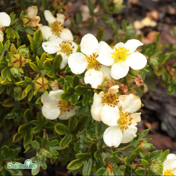 Dasiphora (Fruticosa) 'Tilford Cream' C3,5