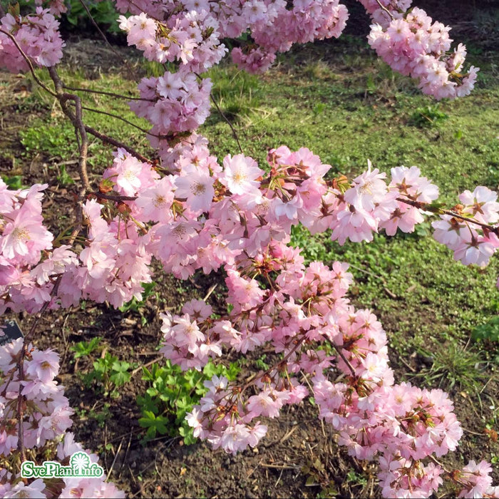 Prunus 'Accolade' Solitär Kl 200-250cm