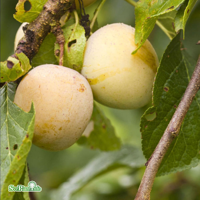 Prunus domestica 'Reine Claude d'Oullins' E P.cer Stam 2-års A-kval Co