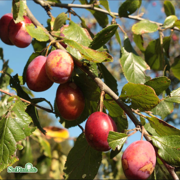 Prunus domestica 'Victoria' E P.cer Ompl. 5-6 år K