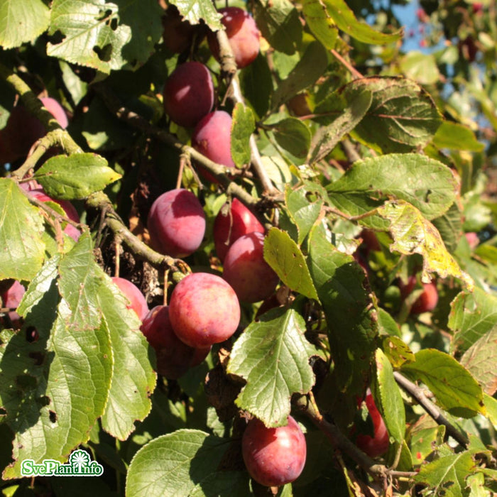 Prunus domestica 'Victoria' Stam Kl So 14-16
