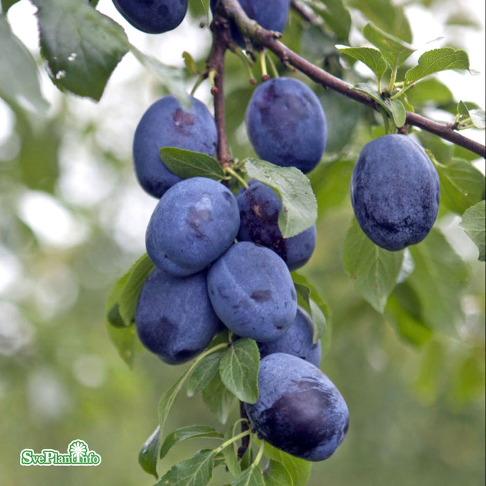 Prunus domestica 'Violetta' E Stam 2 års A Kval Co