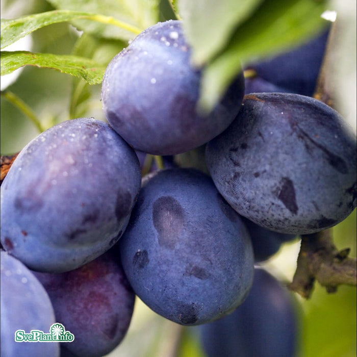 Prunus domestica 'Violetta' E Stam 2 års A Kval Co