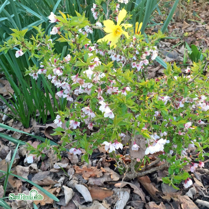 Prunus incisa 'Kojou-no-mai' Solitär C50 150-175cm