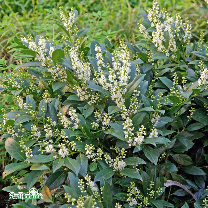 Prunus laurocerasus 'Mano' Co 40-50cm