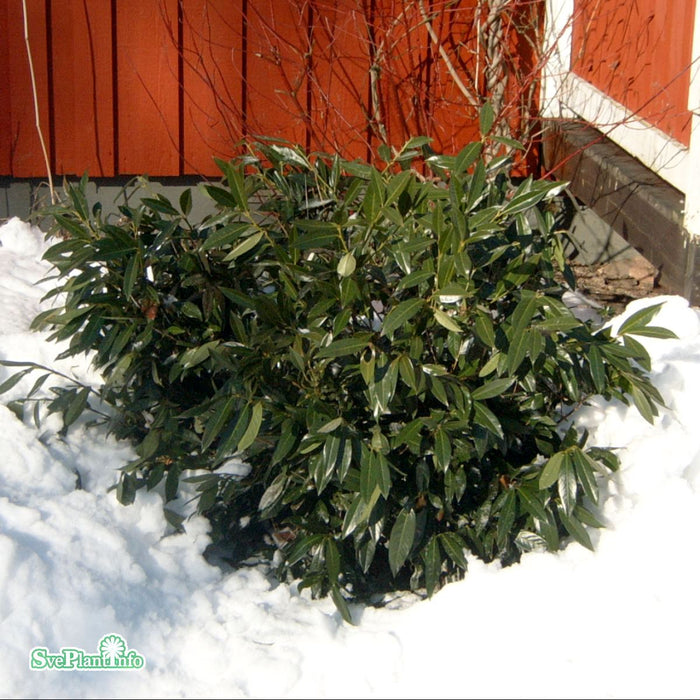 Prunus laurocerasus 'Otto Luyken' 30-40cm C3