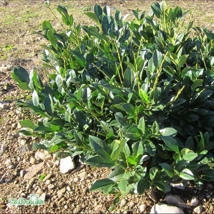 Prunus laurocerasus 'Piri' Co 25-30cm