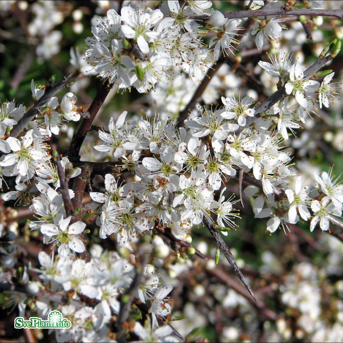 Prunus spinosa fk Västeråker E Busk C5