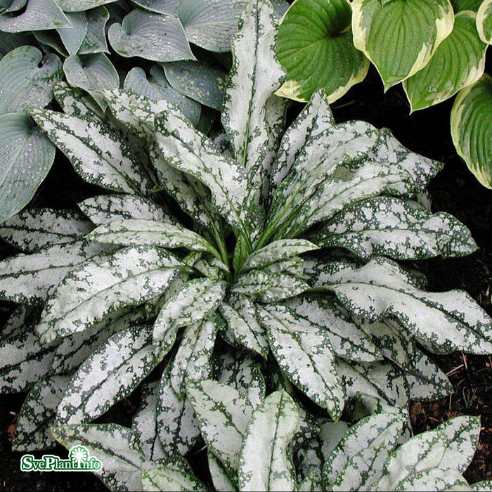 Pulmunaria 'Opal' A-kval