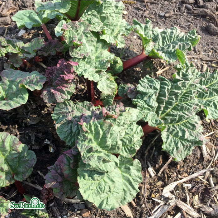 Rheum rhabarbarum 'Holsteiner Blut' A-kval C2