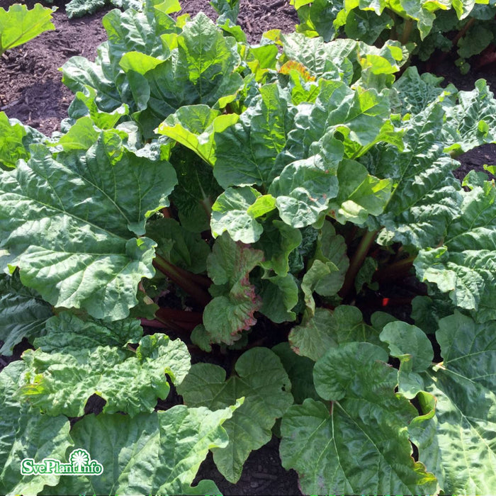 Rheum rhabarbarum 'Elmsfeuer' A-kval  C3,5