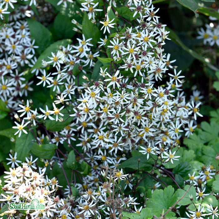 Eurybia divaricata A-kval