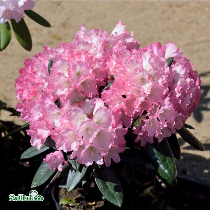 Rhododendron yakushimanum 'Fantastica' C4,5 25-30cm