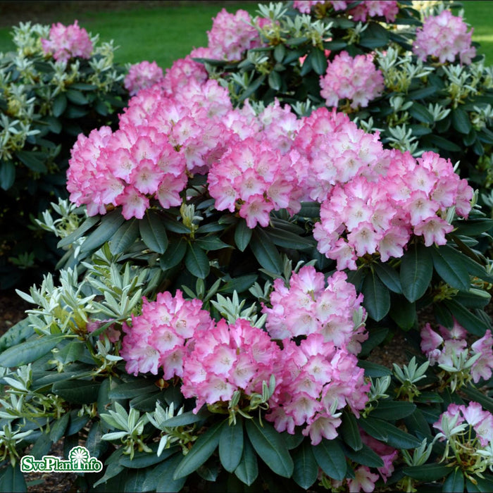 Rhododendron yakushimanum 'Fantastica' C4,5 25-30cm