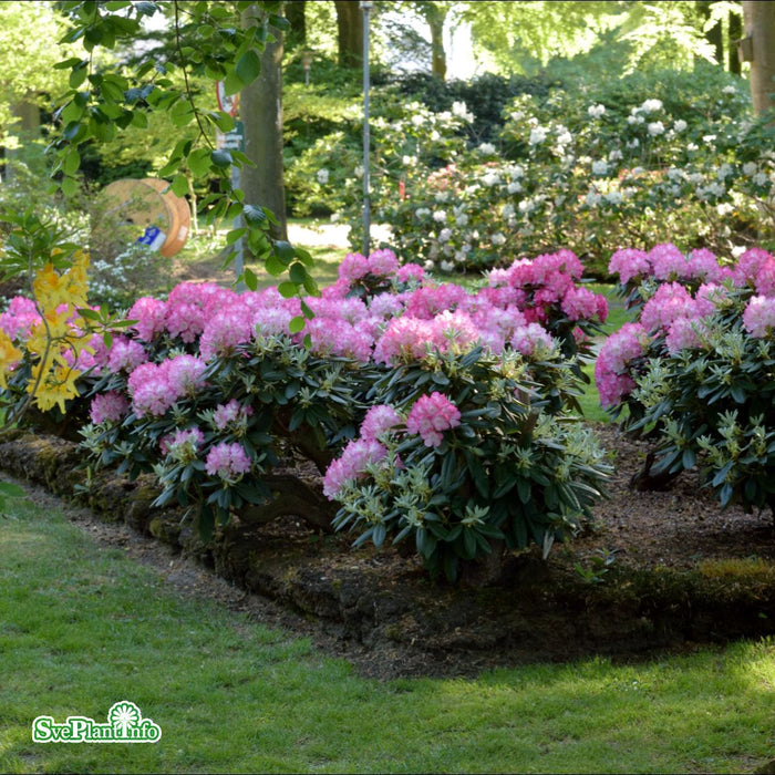 Rhododendron yakushimanum 'Fantastica' C4,5 25-30cm