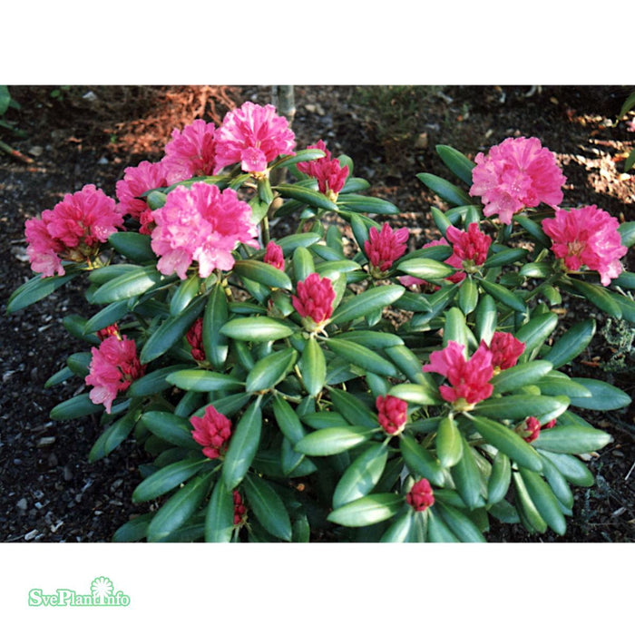 Rhododendron (Yakush.) 'Kalinka' C4,5 25-30cm