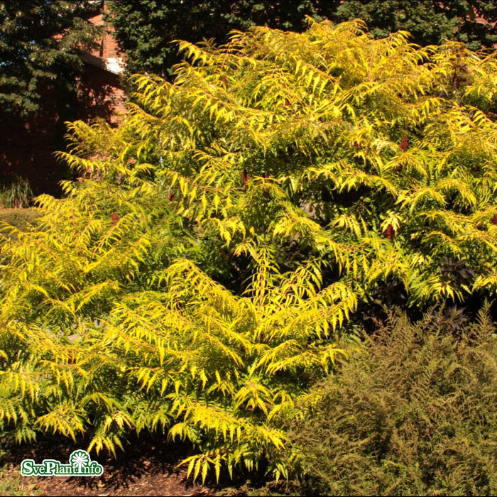 Rhus typhina 'Golden Selection' Busk C7,5 80-100cm