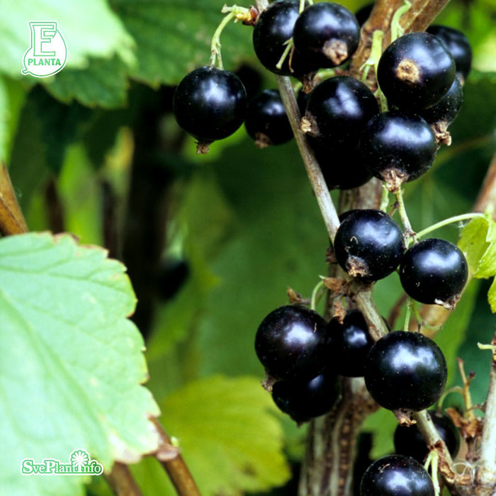 Ribes nigrum 'Ben Sarek' Busk C3,5