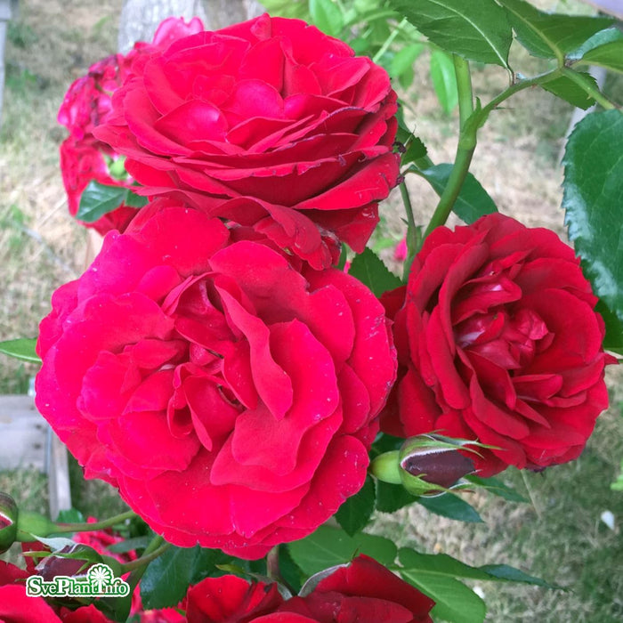 Rosa 'Sympathie' A kval C4
