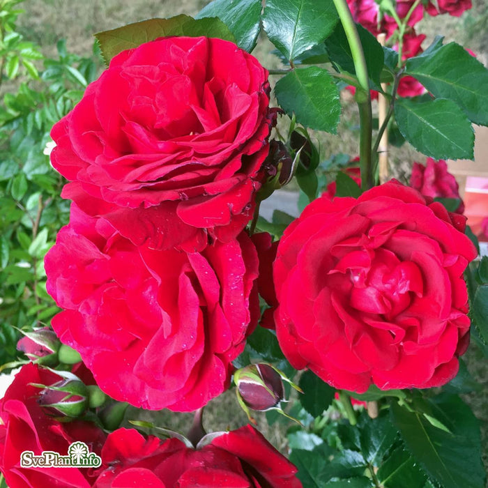 Rosa 'Sympathie' A kval C4