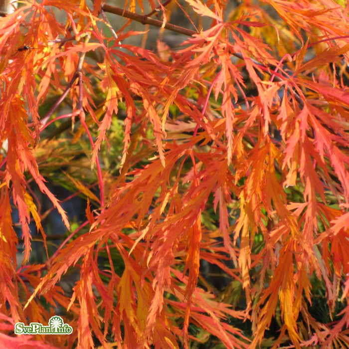 Acer palmatum 'Dissectum' Stam C10 40cm