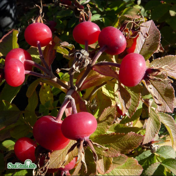 Rosa 'Lac Majeau' A kval C4