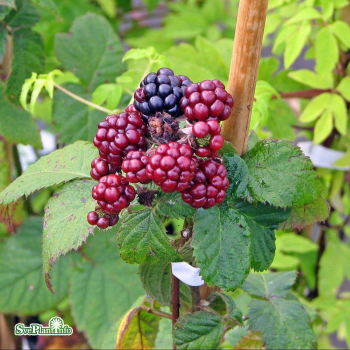 Rubus (Björnbär) 'Himalayan Giant' A-kval  C2
