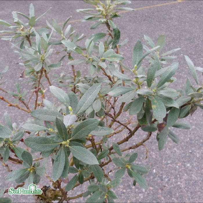 Salix helvetica C12 50-60cm