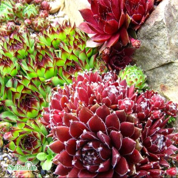 Sempervivum blandade sorter A-kval