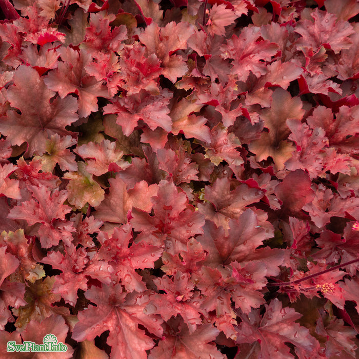 Heuchera 'Cherry Cola' A-kval