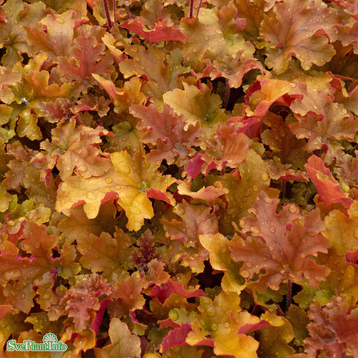 Heuchera 'Marmalade' A-kval