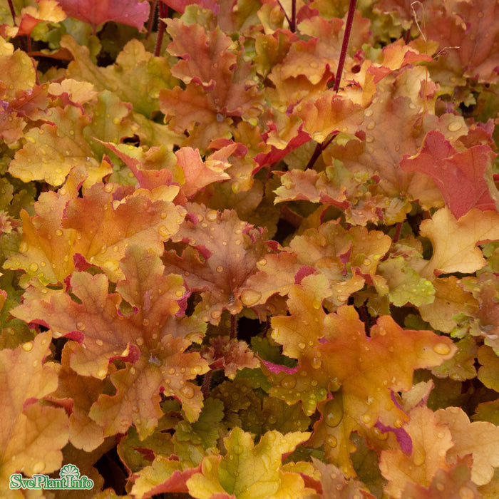 Heuchera 'Marmalade' A-kval