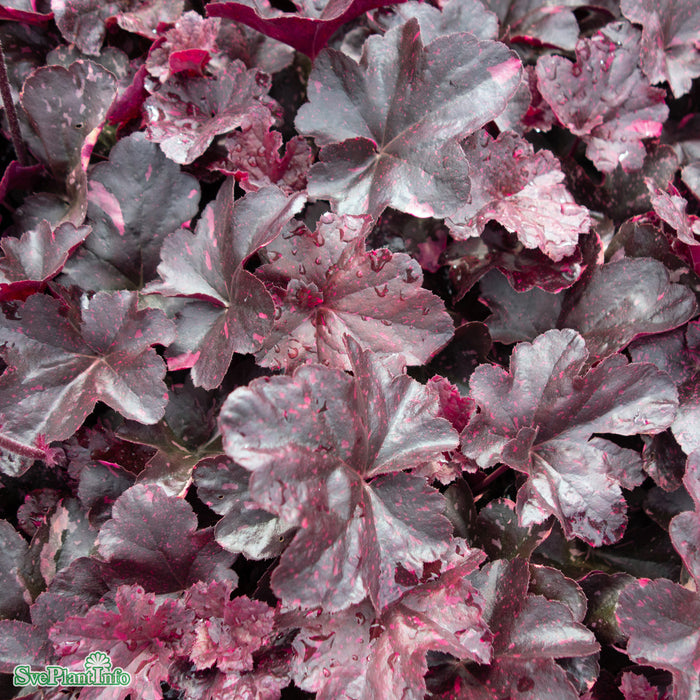 Heuchera 'Midnight Rose' A-kval