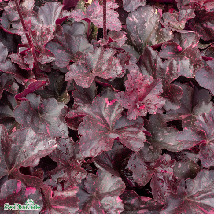 Heuchera 'Midnight Rose' A-kval