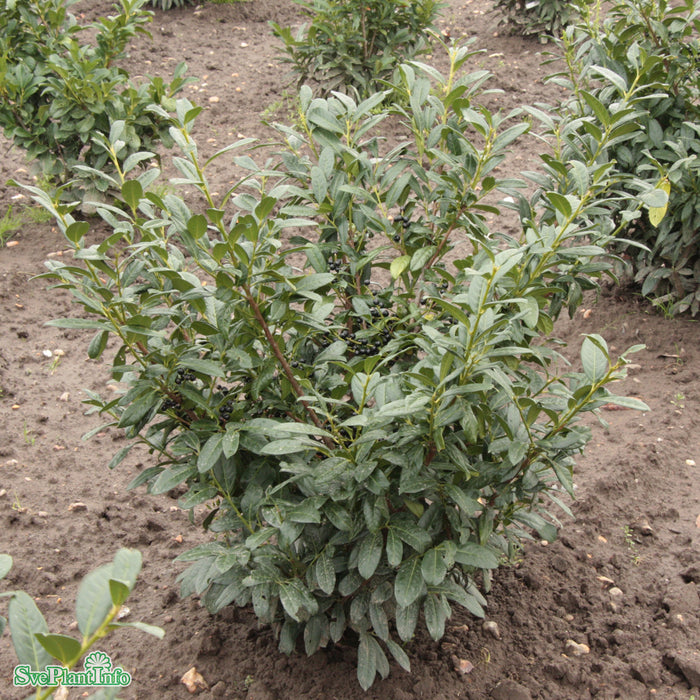 Prunus laurocerasus 'Diana' Busk C5 60-80cm