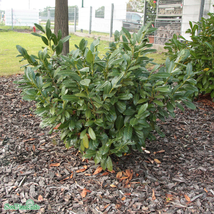 Prunus laurocerasus 'Diana' Busk C5 60-80cm