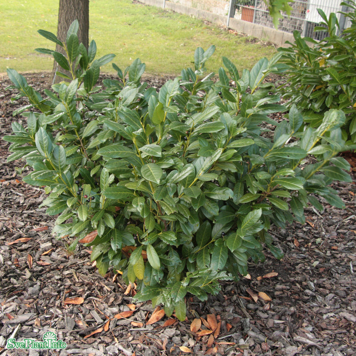 Prunus laurocerasus 'Diana' Busk C5 60-80cm