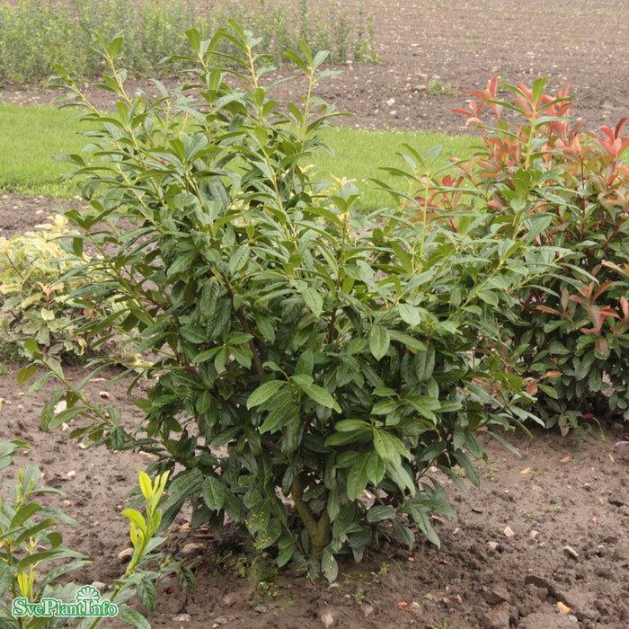 Prunus laurocerasus 'Novita' Busk C6 80-100cm