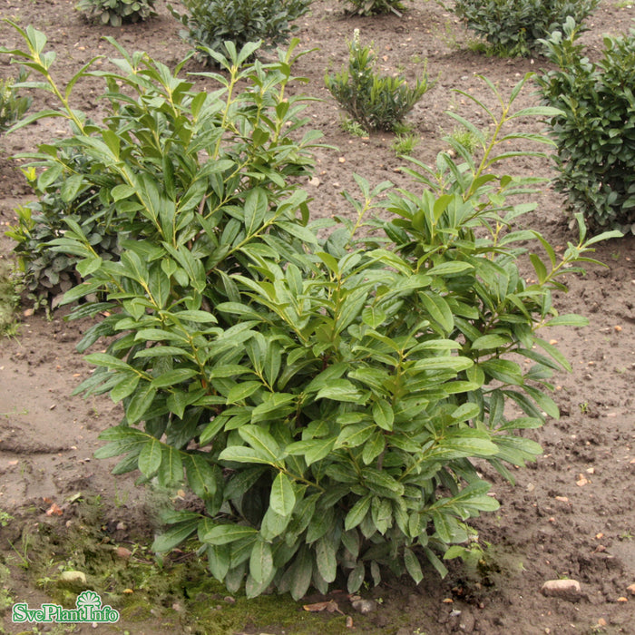 Prunus laurocerasus 'Novita' Busk C6 80-100cm