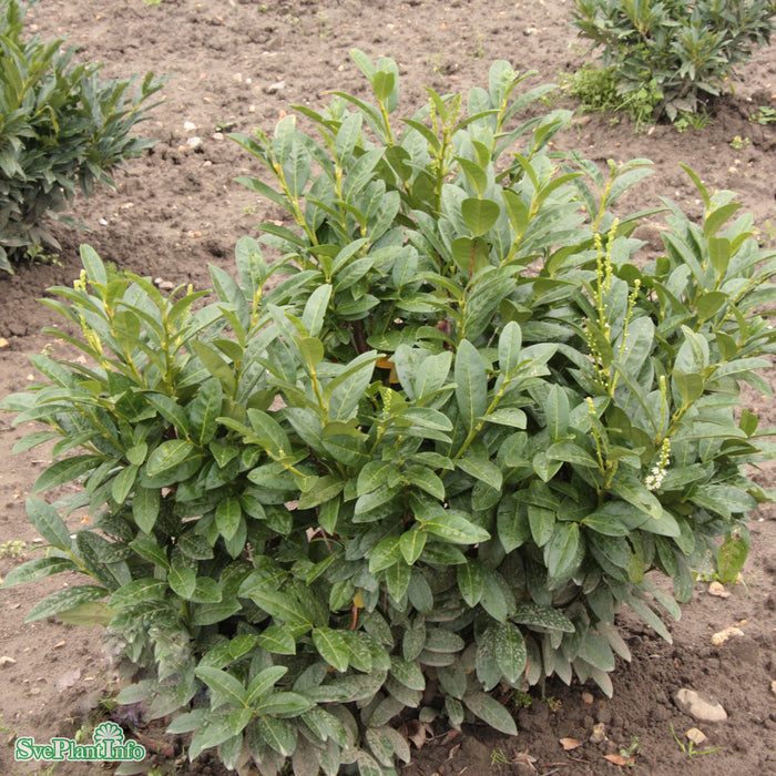 Prunus laurocerasus 'Novita' Busk C6 80-100cm