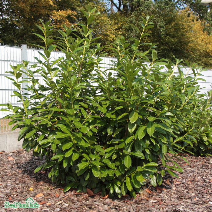Prunus laurocerasus 'Novita' Busk C6 80-100cm