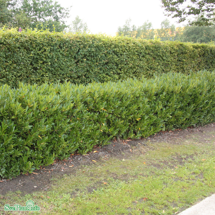 Prunus laurocerasus 'Otto Luyken' Stam C10 80cm