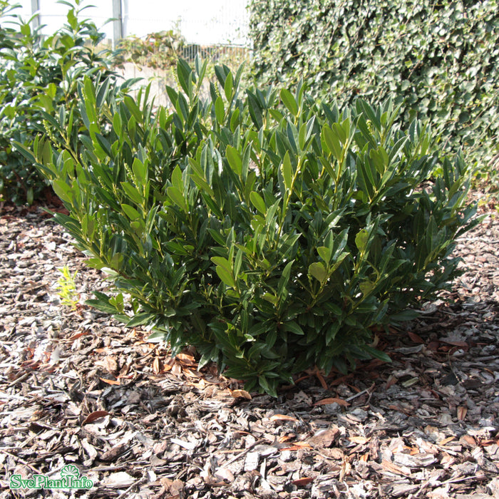 Prunus laurocerasus 'Otto Luyken' 30-40cm C3